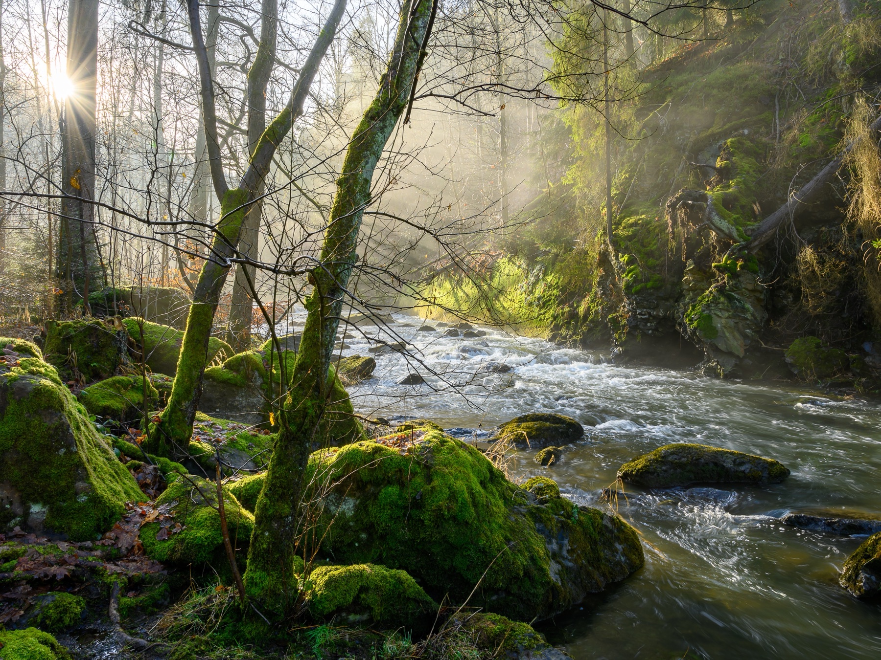 Sunrise breaking through trees over a mossy forest river